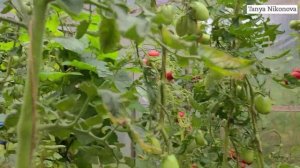 Томат ЗОЛОТАЯ РЫБКА. Очень красивые оранжевые томаты.