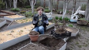 Как пересадить крупнолистную гортензию правильно?