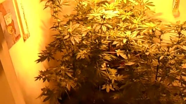 flowering 400w hps смотреть онлайн