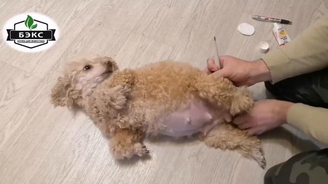 Как измерять температуру тела собаки?! смотреть онлайн