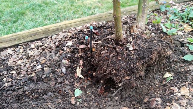 TRANSPLANTING ROSES & ORDERING NEW ONES смотреть онлайн