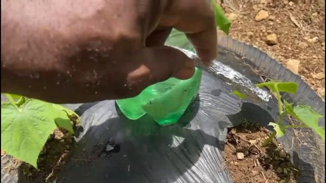 How to make Drip Watering from a Plastic Bottle/ Best Homemade Drip Irrigation System for plants смотреть онлайн