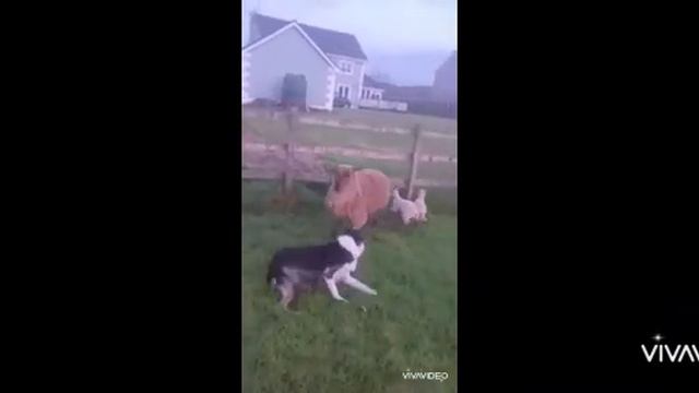 Lot 1 Mac dog pup смотреть онлайн