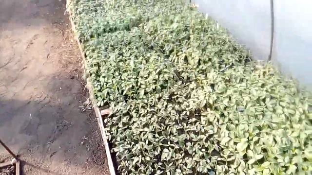 Начала всходить редиска