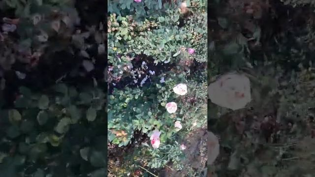 сорт розы Brownie и Эмили Бронте или выкопка в самом разгаре)) смотреть онлайн