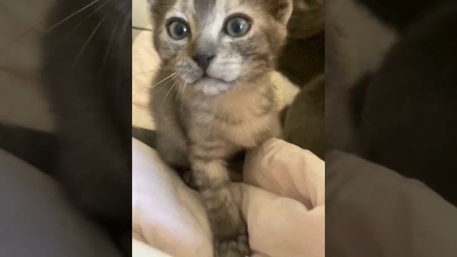 Котенок бурмилла, редкий окрас, завтра ему 2 мес и он готов обрести новую семью смотреть онлайн