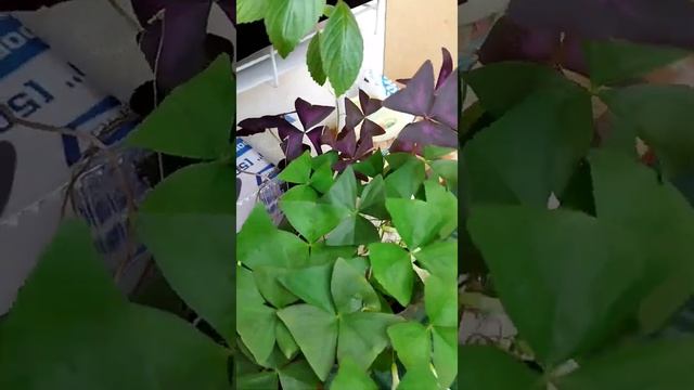 Домашние цветы на продажу, как они появляются. смотреть онлайн