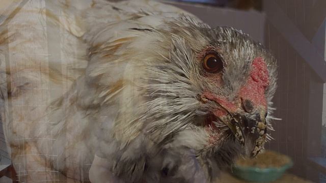 How to add new chickens to your flock (STRESS-FREE!) смотреть онлайн
