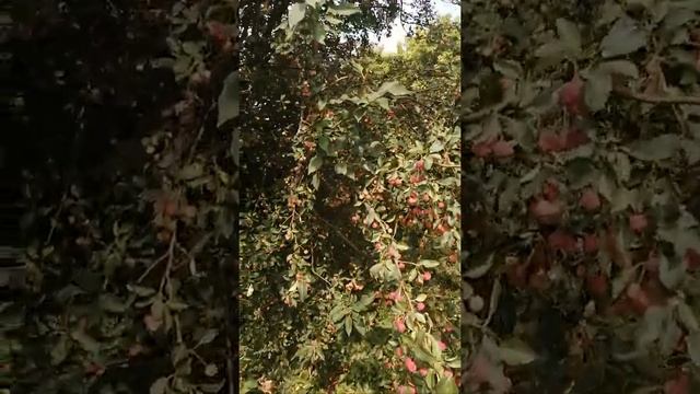 Сибирская ранетка-дичка смотреть онлайн