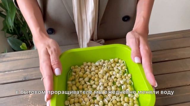Выращиваем микрозелень гороха в домашних условиях смотреть онлайн