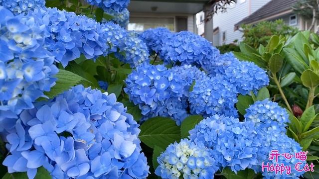 Hydrangea Endless Summer | First Best-Selling blue / pink Hydrangea Bloom All Summer Season смотреть онлайн
