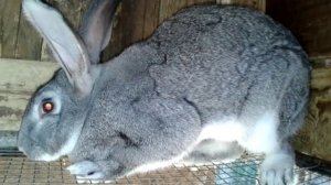 Разведение кроликов: Кролик серый великан и советская шиншилла. 2015