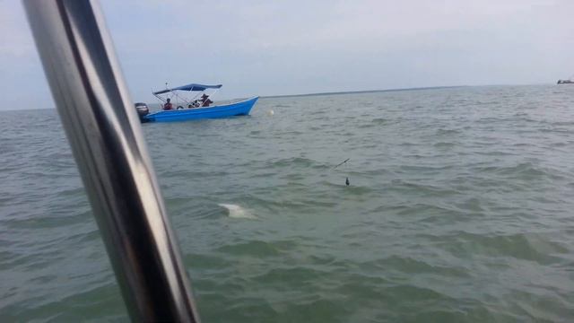 Sting ray...port klang; Malaysia...2.kg only... смотреть онлайн