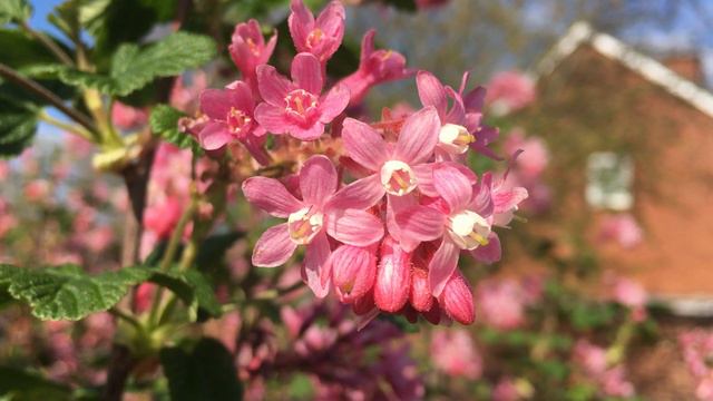 Flowering currant (Ribes sanguineum) - flowers - March 2019 смотреть онлайн