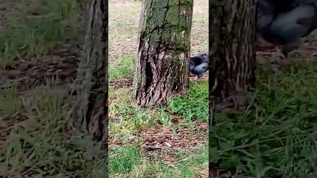 Не так сложно приучить голубей кушать с рук. смотреть онлайн