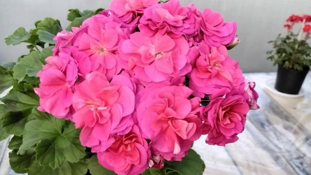 #390.Бомбическое цветение пеларгонии новинки ЮВ-Византия!