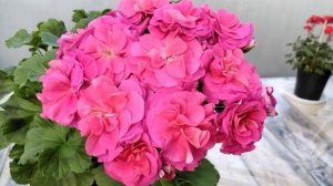 #390.Бомбическое цветение пеларгонии новинки ЮВ-Византия!