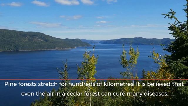 Wild Harvested, Natural and Organic Herbs and Herbal Supplements from the Ecologically Clean Siberi смотреть онлайн