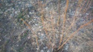 Ремонтантная малина весной.Первые и важные работы на малине для увеличения урожая