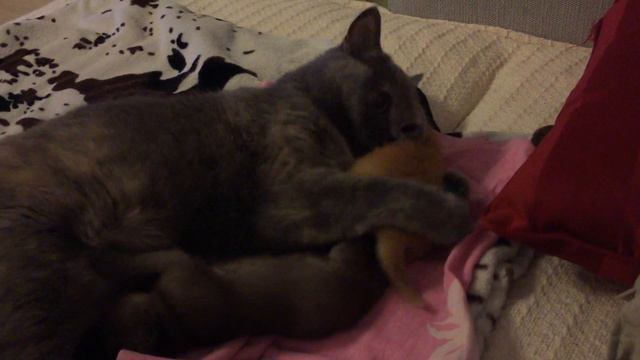 Строгая мама кошка воспитывает своих малышей смотреть онлайн