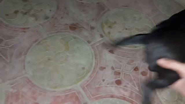 Новый щенок на питомнике... прекрасена, но опасна...