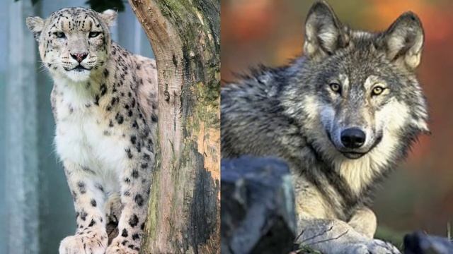 ЧТО ЗА ЖИВОТНОЕ? Алтайский горный БАРАН смотреть онлайн