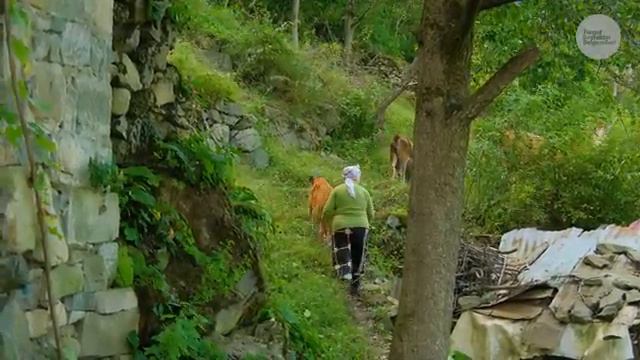 Yeşilin İçindeki Hayat | Belgesel ▫️4K▫️