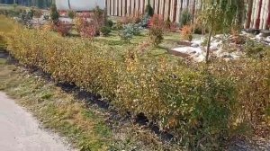 ЛАНДШАФТНЫЙ ДИЗАЙН МОЕГО УЧАСТКА