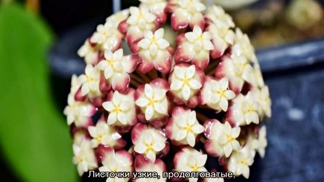 Хойя —виды и сорта, уход в домашних условиях смотреть онлайн