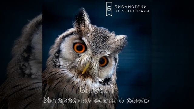 Подкаст "О птицах и книгах" / Совы смотреть онлайн