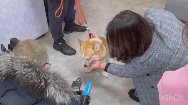 Бэкстейдж со съемок сюжета о производителе кормов и лакомств для животных смотреть онлайн