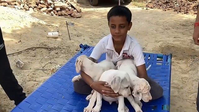 Budget Friendly Dog Breeds | Best Dog Breeds Under 10000 | Cheapest Dog Breeds In India смотреть онлайн