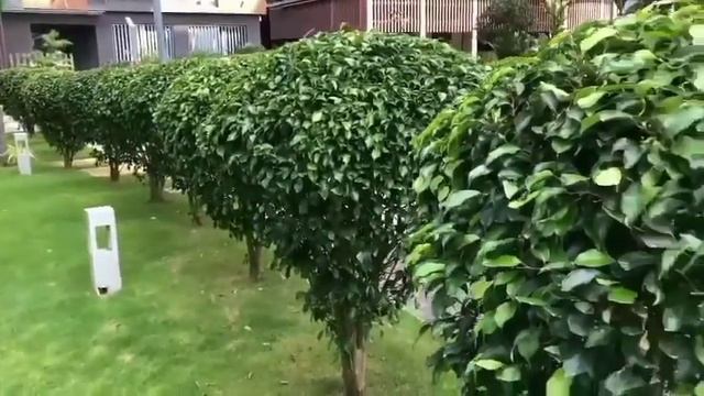 Ornamental trees for small gardens/Ficus benjamina/Outdoor plants/Best bonsai plant. смотреть онлайн