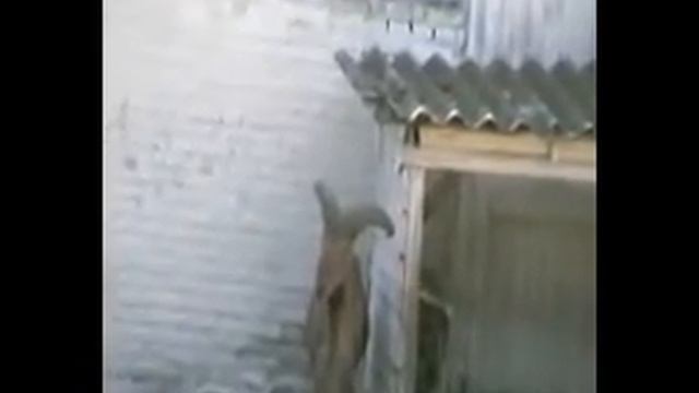 рога смотреть онлайн