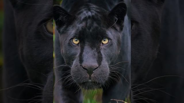 Черный Ягуар Майя преследует? #blackjaguar смотреть онлайн
