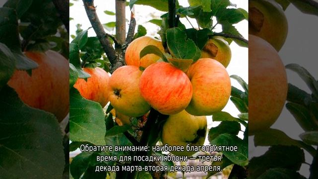 Яблоня Осенняя радость смотреть онлайн