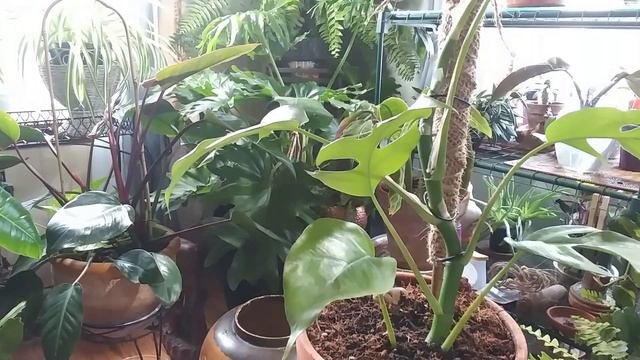 My Monstera Collection AKA Aracea Family