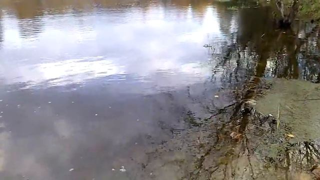 запуск белого амура смотреть онлайн