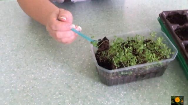 ПИКИРОВКА   АЛИССУМА