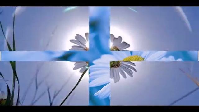 Ромашки для подружки Ларочки