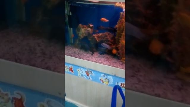 ялориф ломбардо интеруптус хамелеон в магазине смотреть онлайн