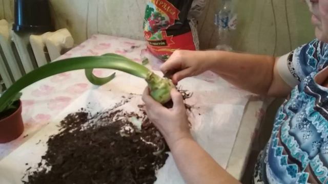 Ошибка при пересадке гиппеаструма и фиалки смотреть онлайн