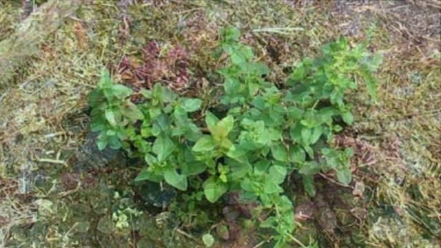 Выращивание душицы из семян в открытом грунте как бизнес идея