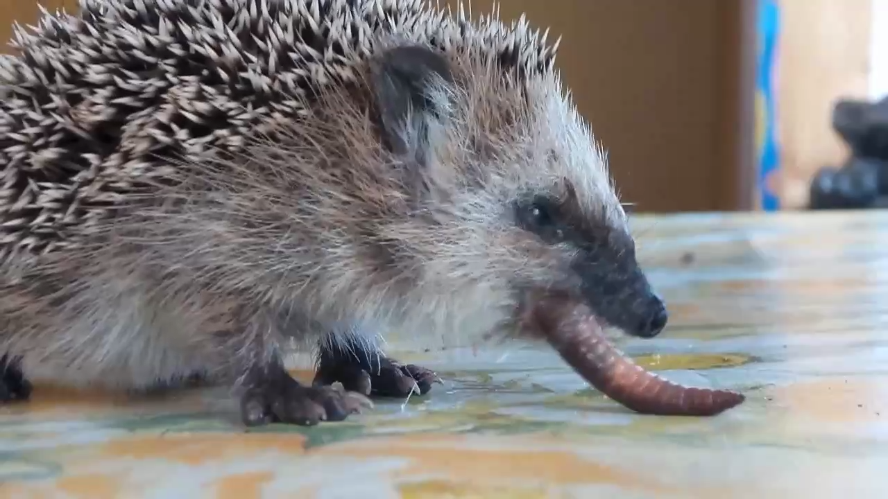 Про Ёжика смотреть онлайн