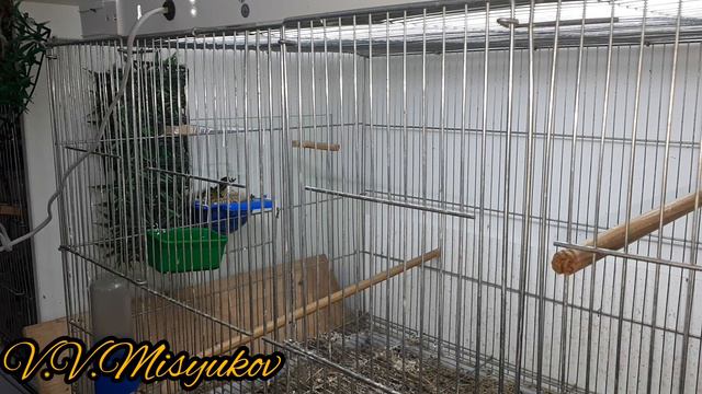 Новые гибриды вылупились смотреть онлайн