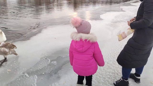 Дикие животные, Лебеди едят с рук. смотреть онлайн