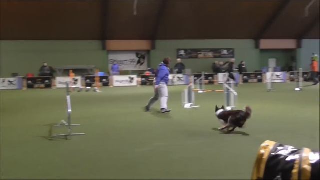 Thor en Tessa - Agility Park Mendig 2-2016 смотреть онлайн
