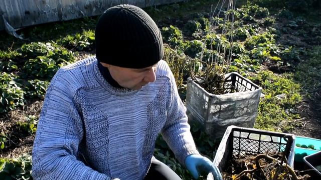 Выращивание томатов без почвы в гумусе смотреть онлайн