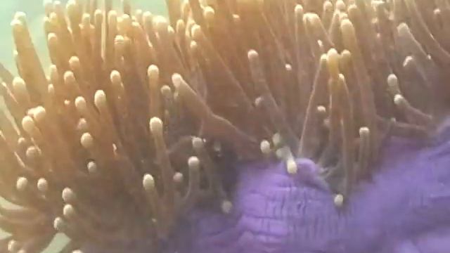 Another Sea Anemone in Langkawi смотреть онлайн
