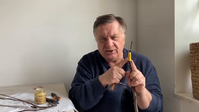 Уход за прививкой.